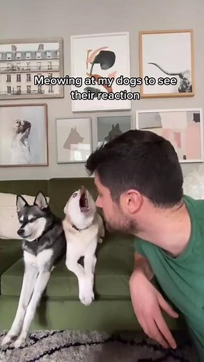 Dramatic Mini Huskies Go Crazy When I Make Cat Noises