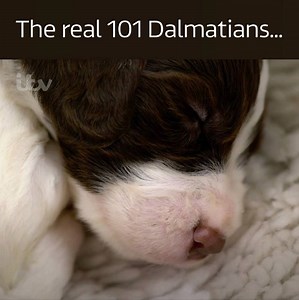 How do you come up with names for 11 puppies? 🤔🐶 | ITV