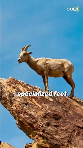How do mountain goats climb down the steep mountain?