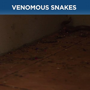 Ever wondered why Australia is home to so many snakes, but New Zealand has none? 🐍🌍 | Discovery Channel UK