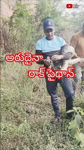 Rock python / snanke saver / hunting video