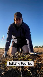 4.7K views · 57 reactions | Splitting Peonies Part 1 | Petite Peonys | Facebook