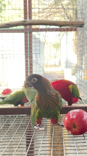 These are several “hold back” youngsters that will hopefully ensure the future of these species in US Aviculture. They will not stay in a “flock setting” for long because some can start pairing off, and becoming territorial. I just love to watch them! | NuriLory Aviary Jordan Daniel