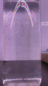 Fresh batch of Copepods have landed in store!Chock full of tiny goodness for your Saltwater Aquarium!Secure yours here 👇https://www.natureaquariums.com.au/products/reefalicous-live-copepods-500ml?_pos=1&_sid=53d0ffd02&_ss=r | Nature Pets & Aquariums