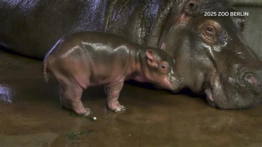 Baby hippo born at Berlin Zoo