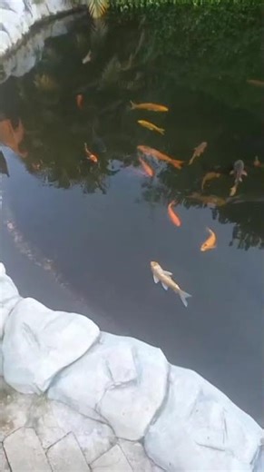 Color Fish Swimming Video | Relaxing Nature View
