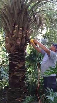 How to Trim a Pindo Palm