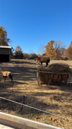 #Sheep #famlife #ram | Amanda Herrera