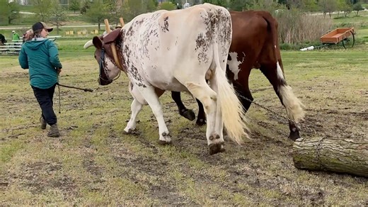We spent the day at the Illinois State University Horticulture Center in Bloomington, Ill., and learned about an interesting project that combines native prairie plantings, living outdoor art creation, and how draft animal power will provide the traction power to make it happen. Ruth Burke, a first generation farmer, oxen teamster, artist and teacher, talked with us about the project she is spearheading. | Rural Heritage Magazine