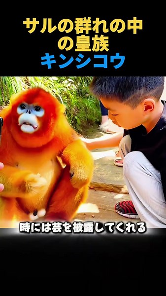サルの群れの中の皇族#動物科学普及#動物解説#キンシコウ
