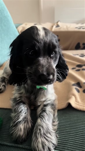 Le roi 🥰 #cocker #cockerspaniel #cockerspanielsoftiktok #dog #dogs #dogsoftiktok #chien #chiens #chiot #chiots #doggo #doglover #puppylovers #puppy #puppylove #puppylover #cockerspanielpuppies #puppylovers #puppydog