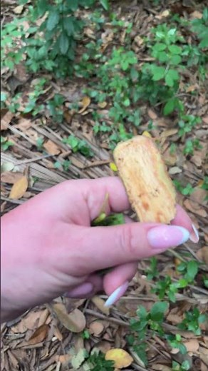 Exploring Zanzibar's Spice Farm: The Journey of Cinnamon