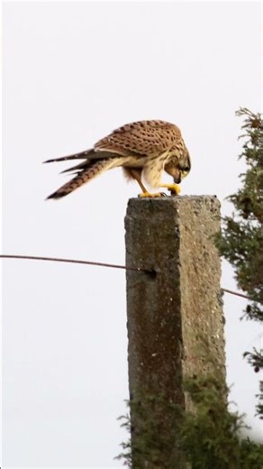 Vessel enjoying lunch! #wildlife #wildanimals #foryou #bird #birdeating