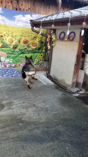 竜巻旋風脚のカイちゃん#ジャーマンシェパード#屋根コロコロ#遊び