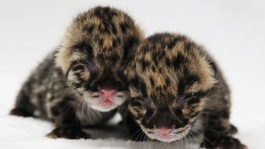 Endangered clouded leopard kittens born at Naples Zoo