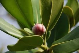 Clúsia Rosea: Características, Nome Científico, Mudas e Fotos – Mundo Ecologia