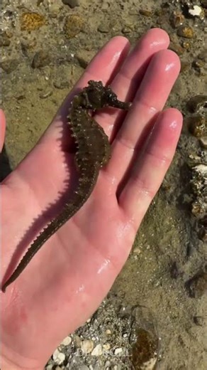 Beautiful Wildlife Transformation!