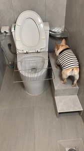 Make it easier for your furry friend to use the bathroom! | Creative Bee