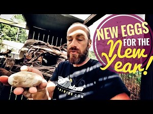 SURPRISE Croc Monitor Eggs!