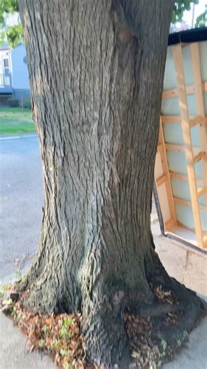 Linden: Uses of Tilia sp.