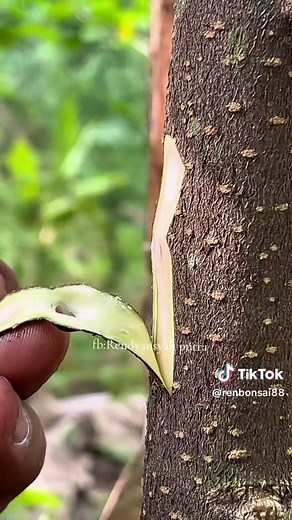 Learn Simple Plant Grafting Techniques