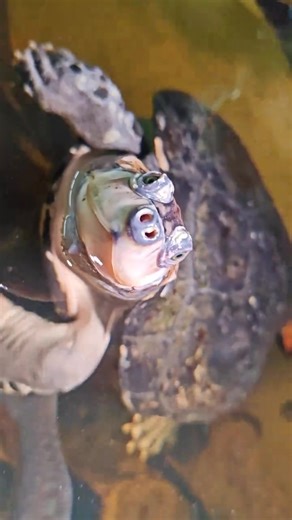 Come on, Turtle, say hi#tortoise #animal #lovable #🐢 #fyp | turtle