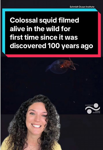 Colossal Squid Filmed in Its Natural Habitat