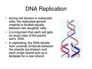 DNA Replication - SlideServe