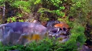 Man Eating Tigers of The Sundarbans (BBC Documentary)