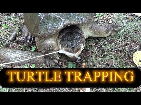 Turtle Trapping 2014