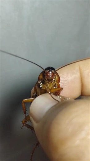 Ants vs Crockroach #predatoryants #predator #insects #fourmis #ants #antkeeping #animals