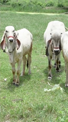 MEMORIZE Hebrews 9:12 With Me! #kjv #bible #homeschool #study #verse #God #scripture #learning #goat