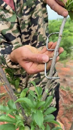 Tips for pressing branches on fruit trees and fruit tree management