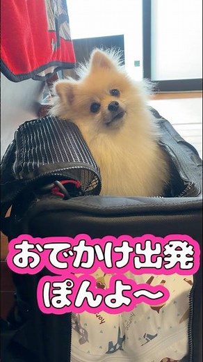 お出かけ出発ぽんよ〜 #shorts