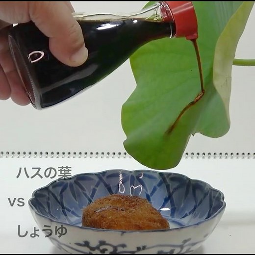 レンコンの葉を使ってコロッケを食す！ 調味料とバトル・ハスのロータス効果！(Lotus effect ) #バイオミメティクス #食育 #STEAM #ロータス効果 #レンコン