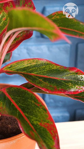 Remarkable DIY Onion Hacks | Crafty Panda