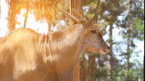 common eland (Taurotragus oryx), also known as southern eland or eland antelope, is savannah and plains antelope found in Africa. It is species of family Bovidae and genus Taurotragus.