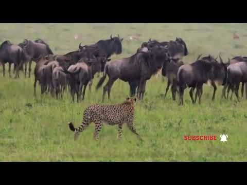 Wild Animals Battle to the Death | Brutal Survival Fights in Nature
