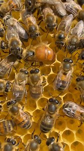 398K views · 11K reactions | **Queen bee is laying an egg ** It’s my happy day ! I always wanted to record how queen bee is laying the egg . Today I finally did it .. it’s amazing. She’s is big and beautiful girl . Look how she’s checking cell if there is room and it is clean. When she realises all is ok … here we go … egg is there. Nursing bees forming circle around her making sure all is ok | Stanley’s bees | Facebook