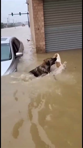 Dog's Heroic Act in Flood Waters!