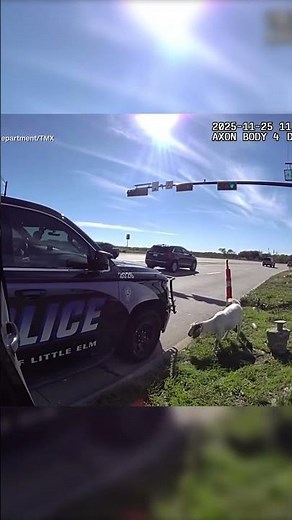 Video of the day: Police officer arrests one ‘baaaaa’d boy