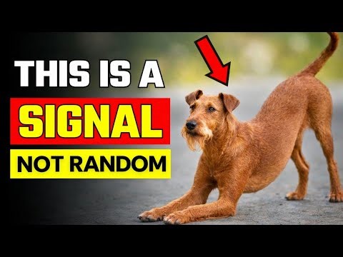 Why Your Dog Stretches (and What It Means)