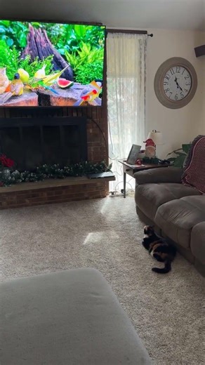 My Cat watches more TV then me #catshorts #cat #catmemes #cats #catvideos #catsoftheday #catlovers