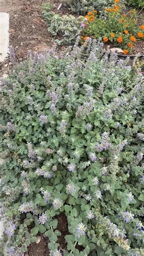 32 reactions | Need some really good plants to feed bees next year?...