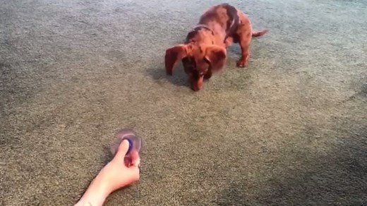 23K views · 499 reactions | This dog is all of us trying to work our...