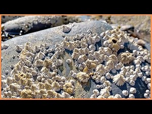 Barnacles | Stuck but Not Stuck