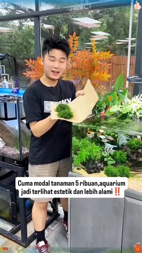 Java moss . #moss #aquascape | Putu Adi Putra