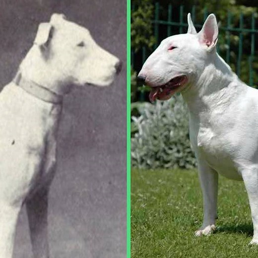 1.6M views · 359 reactions | Dogs sure have changed a lot over the last 100 years because of breeding and it's not necessarily for the better. | Nameless Network | Facebook