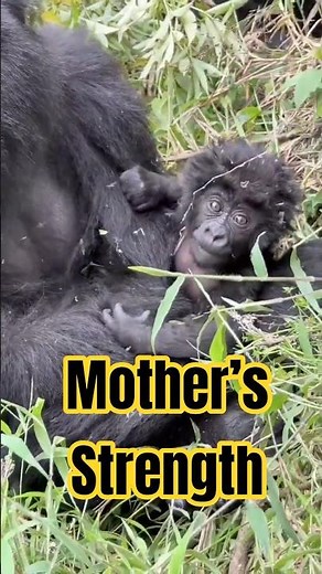 Baby Gorilla in Mother’s Arms | Wildlife Shorts