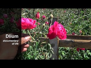 China rose (Rosa chinensis) - part 1